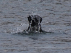 Phalacrocorax carbo