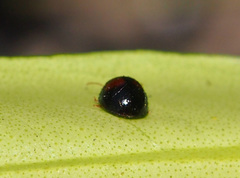 Argopistes coccinelliformis