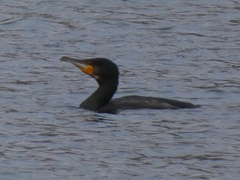 Phalacrocorax carbo
