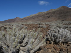 Euphorbia handiensis