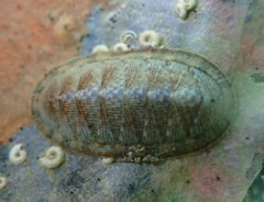Rhyssoplax stangeri