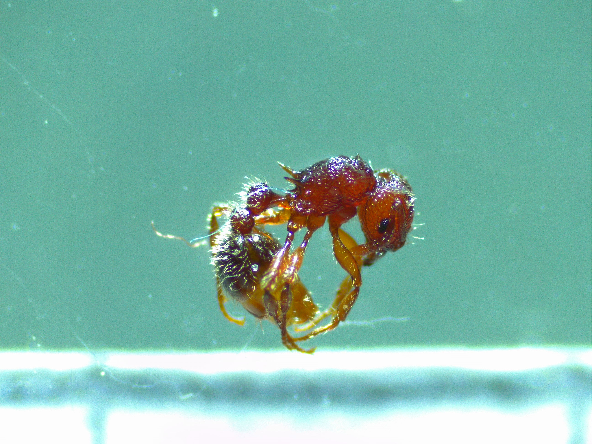 Tetramorium obesum