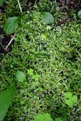 Sciuro-hypnum curtum