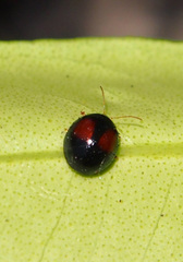 Argopistes coccinelliformis