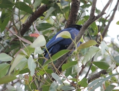 Cyanocorax caeruleus