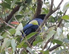 Cyanocorax caeruleus