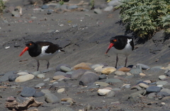 Haematopus palliatus