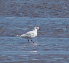 Chroicocephalus maculipennis