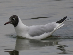 Chroicocephalus ridibundus