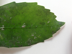 Pseudopanax lessonii