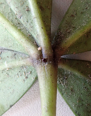 Pseudopanax lessonii