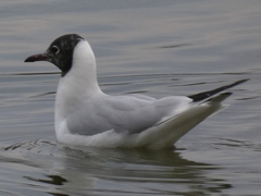 Chroicocephalus ridibundus