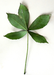 Pseudopanax lessonii