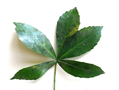 Pseudopanax lessonii