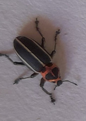 Eudiagogus episcopalis