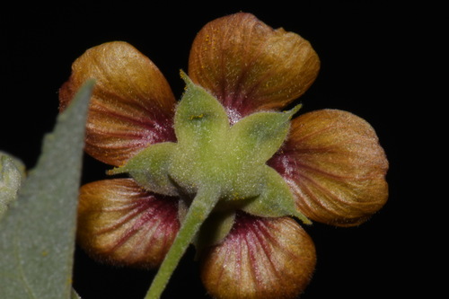 Abutilon incanum