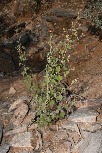 Abutilon incanum