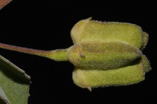 Abutilon incanum