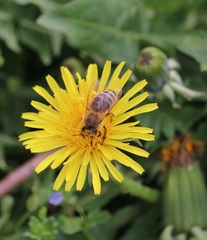 Apis mellifera