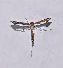 Stenoptilodes sematodactyla