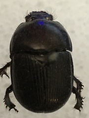Geotrupes blackburnii