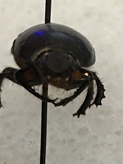 Geotrupes blackburnii