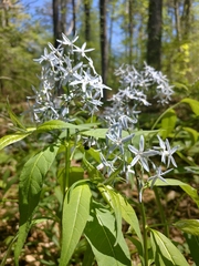 Amsonia tabernaemontana