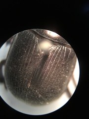 Geotrupes blackburnii