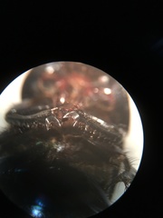 Geotrupes blackburnii