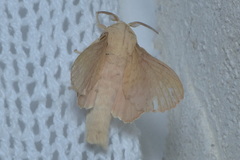 Phyllodesma suberifolia