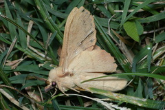 Phyllodesma suberifolia