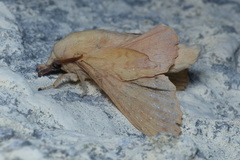 Phyllodesma suberifolia