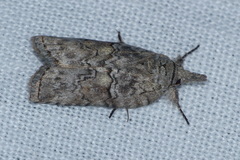 Nycteola asiatica