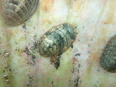Rhyssoplax stangeri