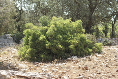 Pistacia terebinthus