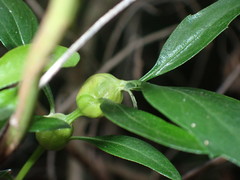 Neolasioptera lathami