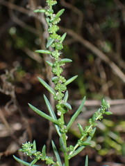 Suaeda linearis