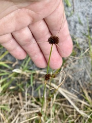 Juncus scirpoides