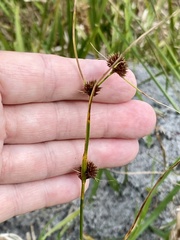 Juncus scirpoides