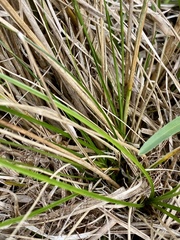 Juncus scirpoides