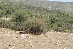 Ampelodesmos mauritanicus