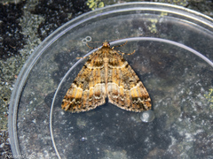 Pseudocoremia productata