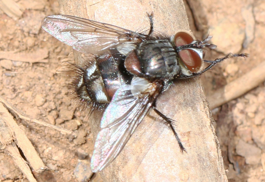 Smidtia fumiferanae