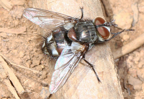 Winthemia fumiferanae