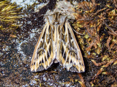 Ichneutica oliveri