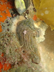 Asterocarpa