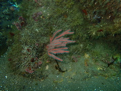 Leptogorgia chilensis