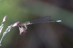 Pseudagrion makabusiense