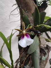 Trichocentrum tigrinum