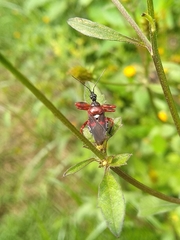 Apiomerus erythromelas